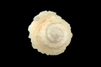 藏品(陽傘螺)的圖片